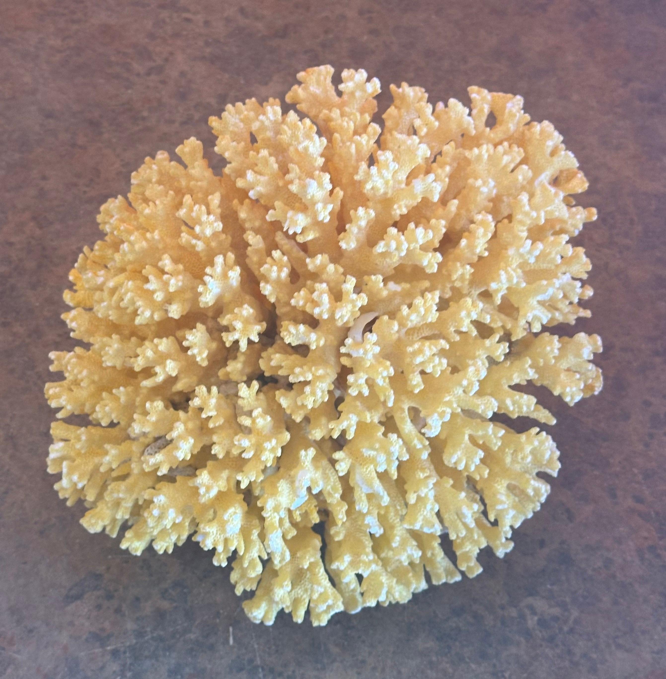Large Sea Coral Specimen For Sale 2