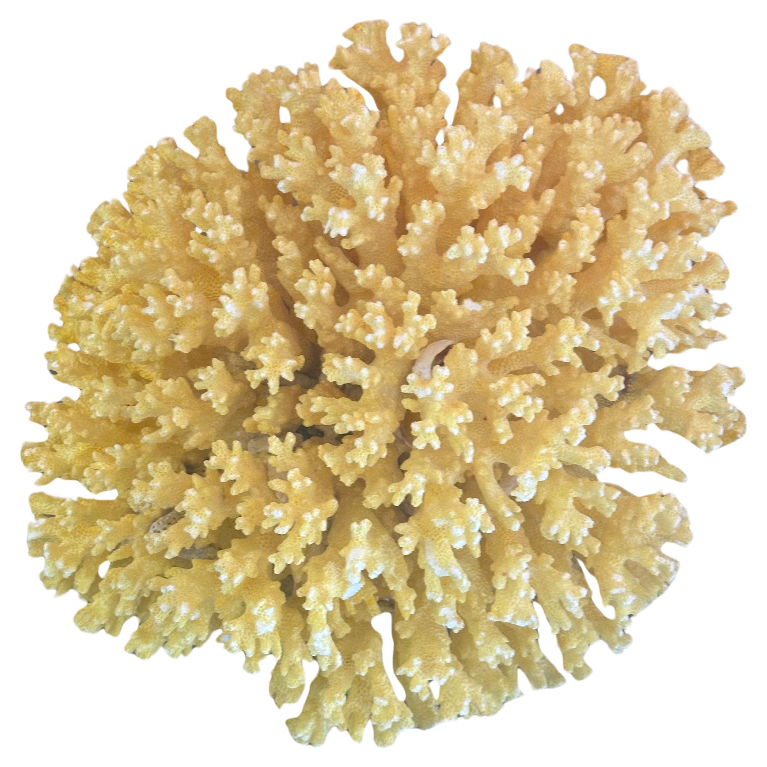 Large Sea Coral Specimen For Sale 3