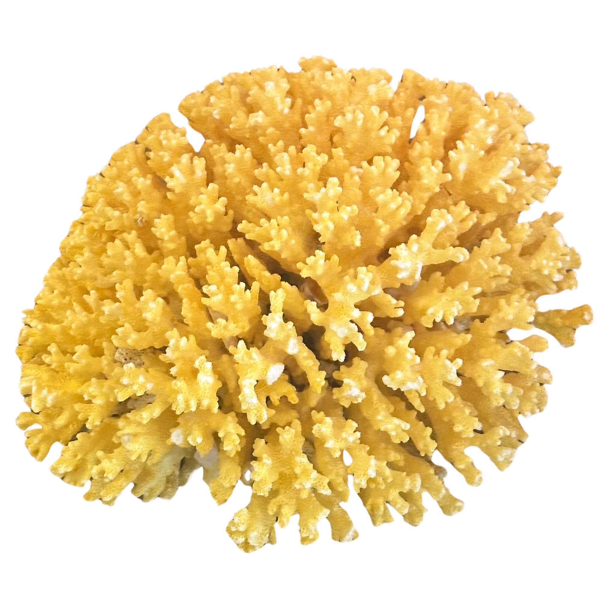 Gran espécimen de coral marino