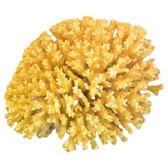 Großes Meereskorallen-Exemplar