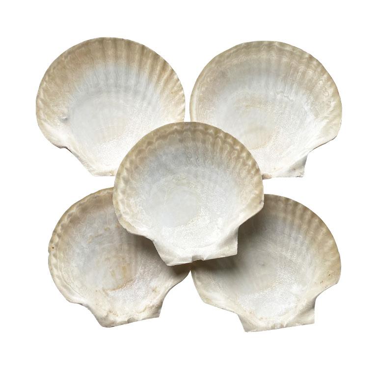 Bring a touch of the coastal vibe to your next dinner party. This set of 5 large shells are meant for appetizers or dessert plates. Colors vary from white to light pink/purple and cream. 

Dimensions:
6.5
