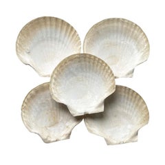 Large Sea Shell Appetizer Plates, Set of 5