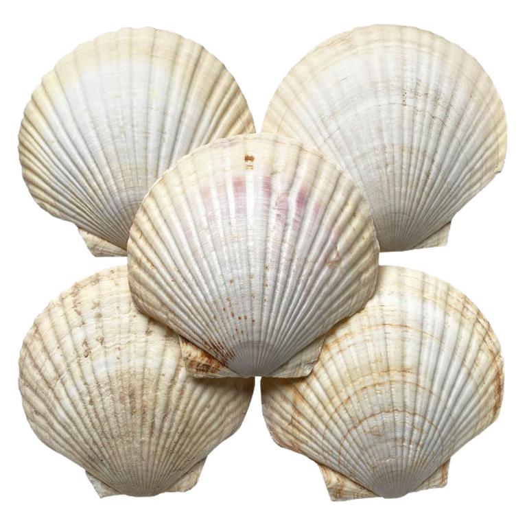 Large Sea Shell Appetizer Plates, Set of 5 For Sale
