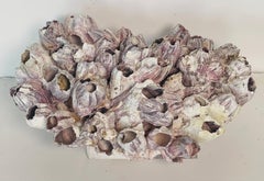 Large Sea Shell Barnacles Cluster on Lucite Block Stand