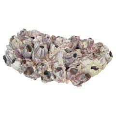 Large Sea Shell Barnacles Cluster on Lucite Block Stand