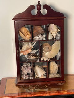 Large Sea Shells Collection in Wall Virine