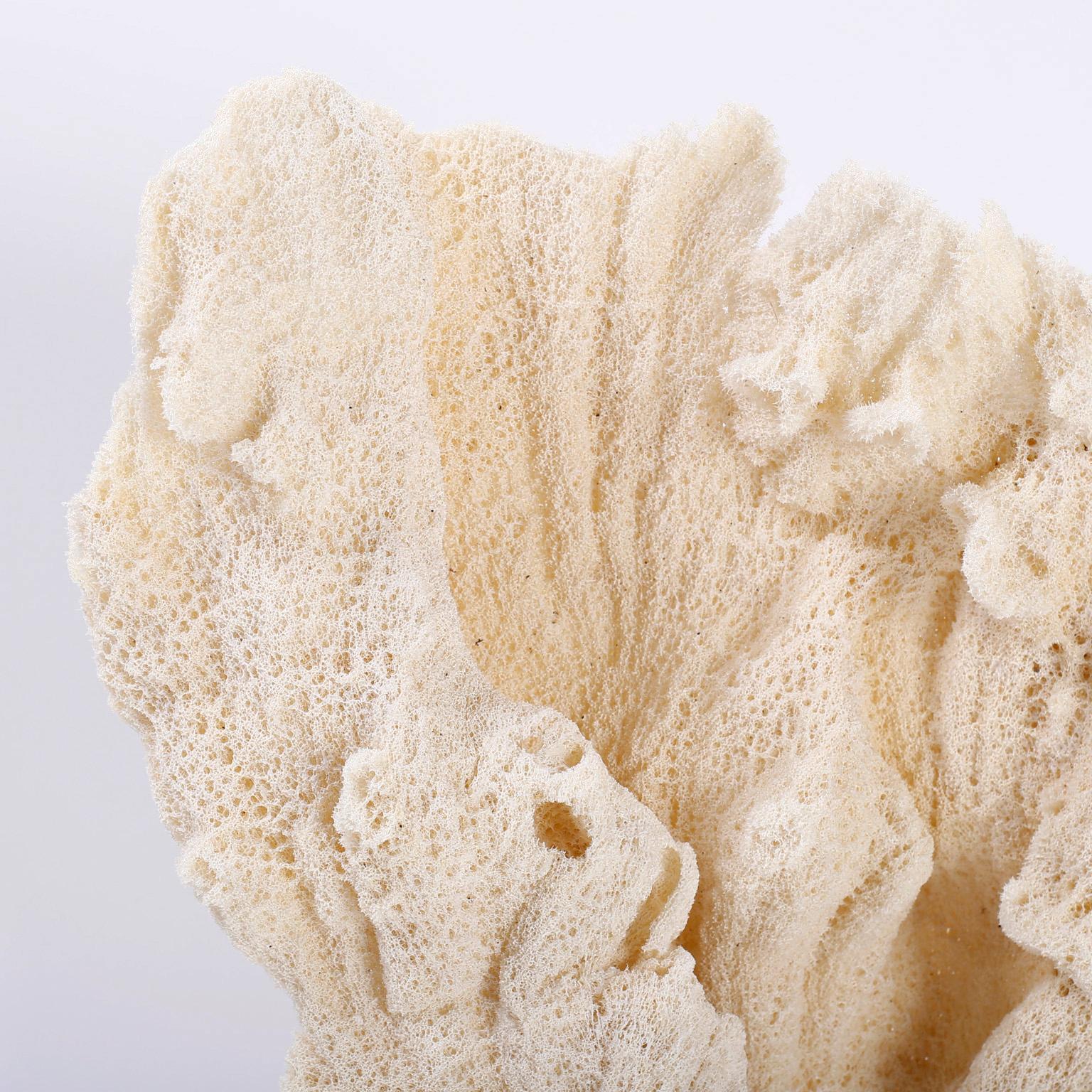Striking sea sponge specimen with a dramatic form, sea inspired texture and soothing organic color. Presented on a Lucite base to enhance the sculptural elements.