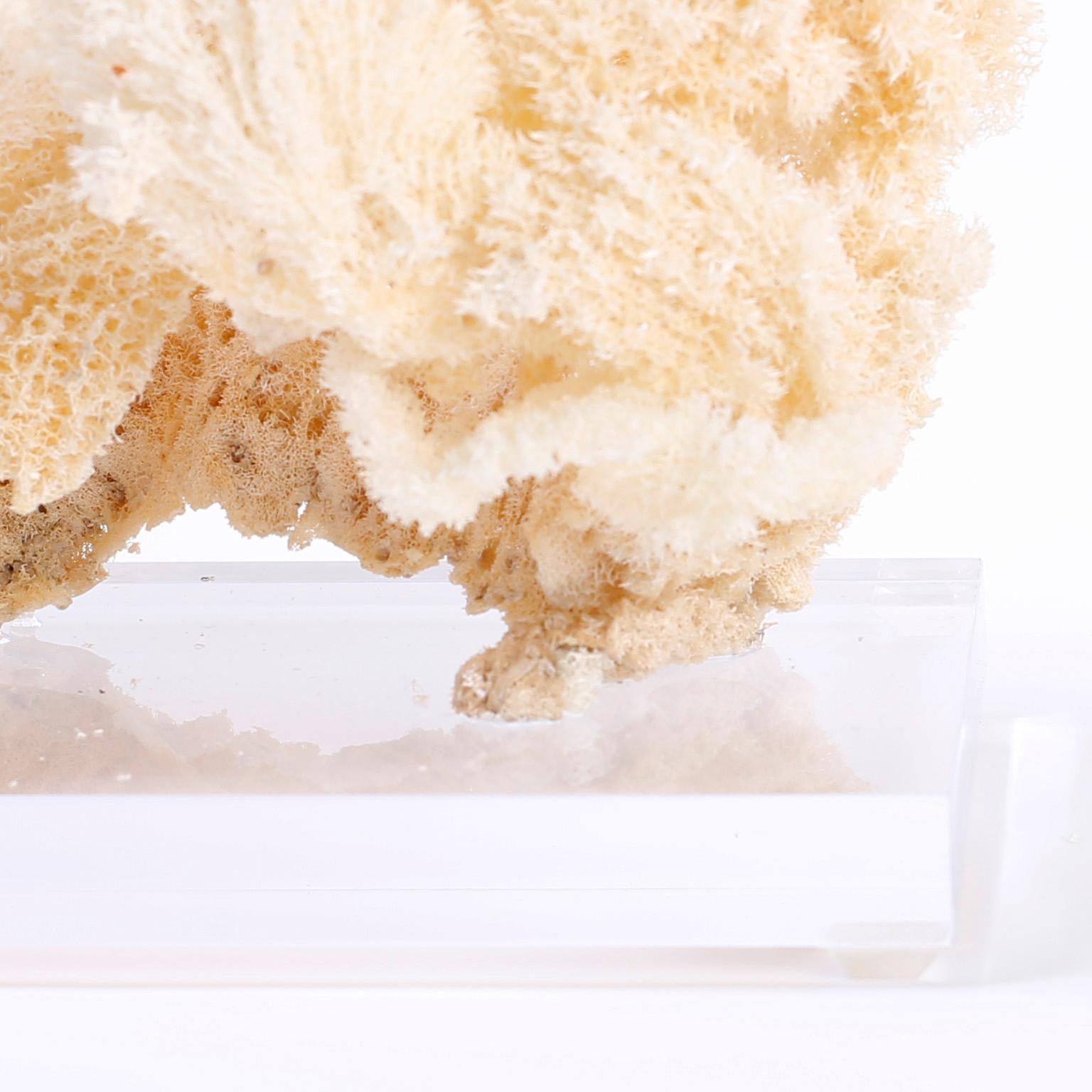 Hand-Crafted Large Sea Sponge Sculpture on Lucite