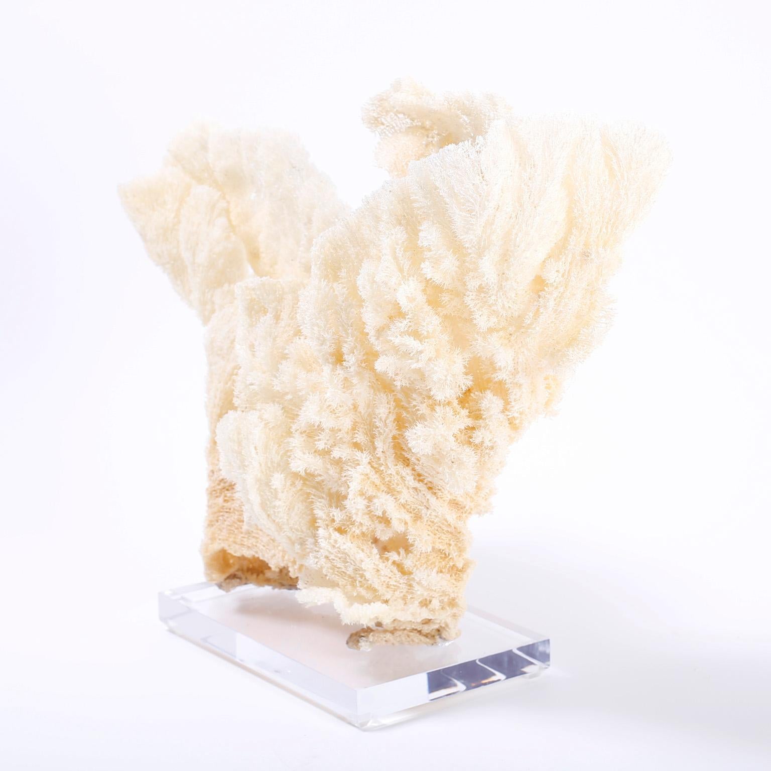 Large Sea Sponge Sculpture on Lucite In Good Condition In Palm Beach, FL