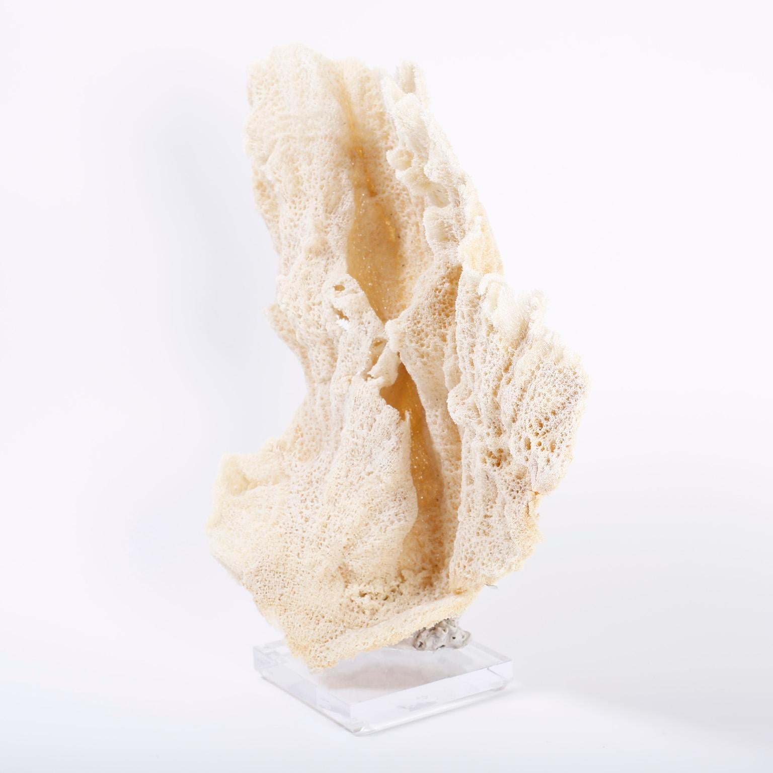 Large Sea Sponge Sculpture on Lucite In Good Condition For Sale In Palm Beach, FL