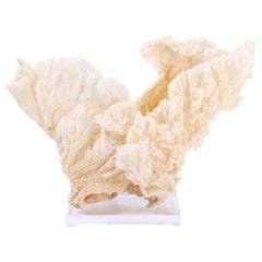 Large Sea Sponge Sculpture on Lucite