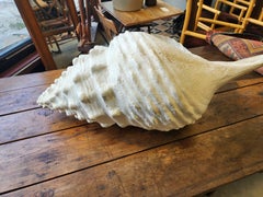 Large Seashell in Fiberglass Mid Century