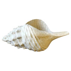 Vintage Large Seashell in Fiberglass Mid Century