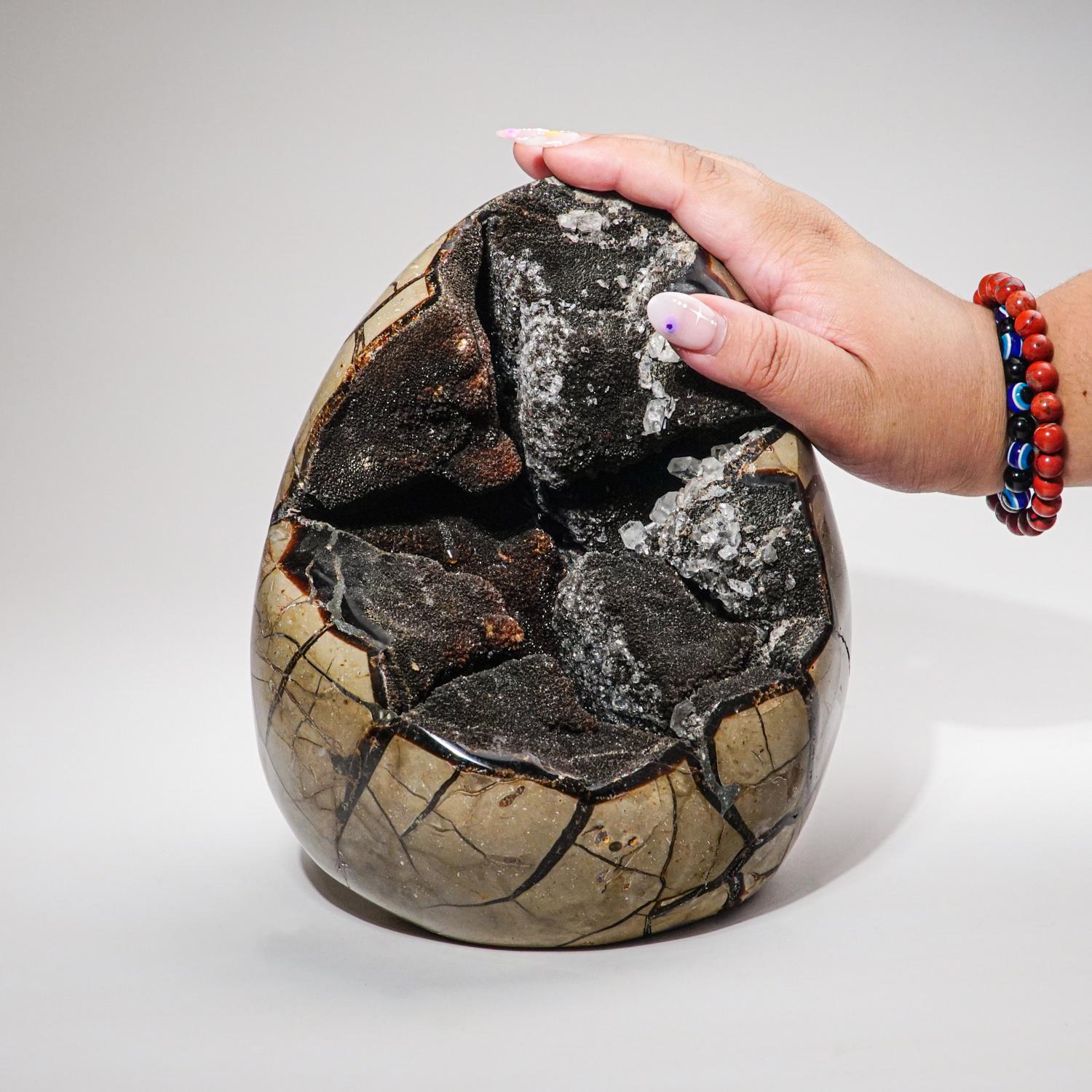 This 13.6 lb AAA quality Large Septarian Druzy Geode Egg from Madagascar features an exposed area lined with dazzling druzy quartz crystals, as well as a polished back side, providing a high reflective surface. Septarian is a combination of yellow