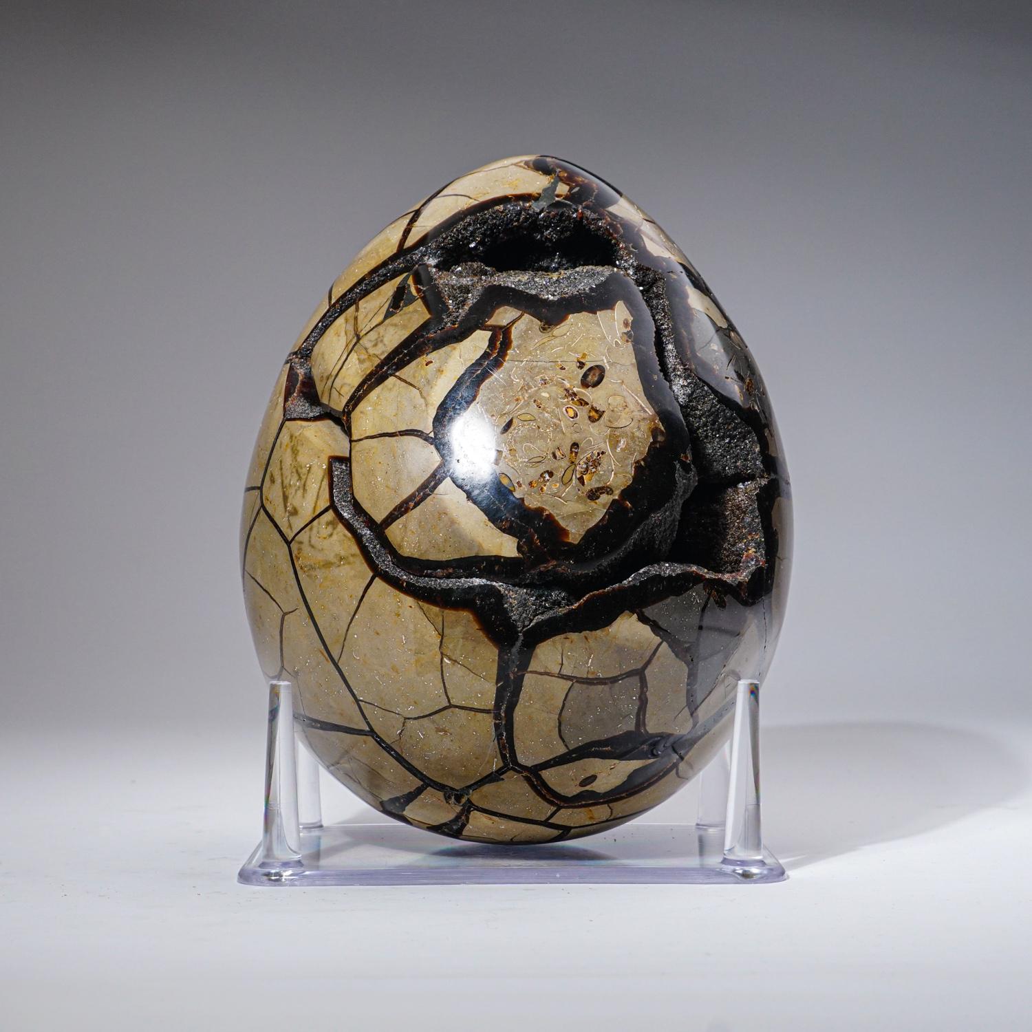 Dieses 16 Pfund schwere AAA-Qualität Large Septarian Druzy Geode Egg aus Madagaskar zeichnet sich durch eine exponierte Fläche aus, die mit schillernden Druzy-Quarzkristallen ausgekleidet ist, sowie durch eine polierte Rückseite, die eine stark