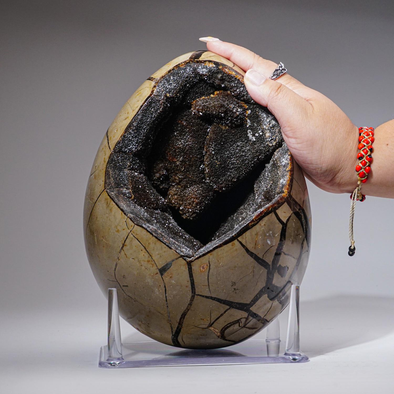 Großes Septarian Druzy Geode-Ei aus Madagaskar (19.4 lbs) im Zustand „Neu“ im Angebot in New York, NY