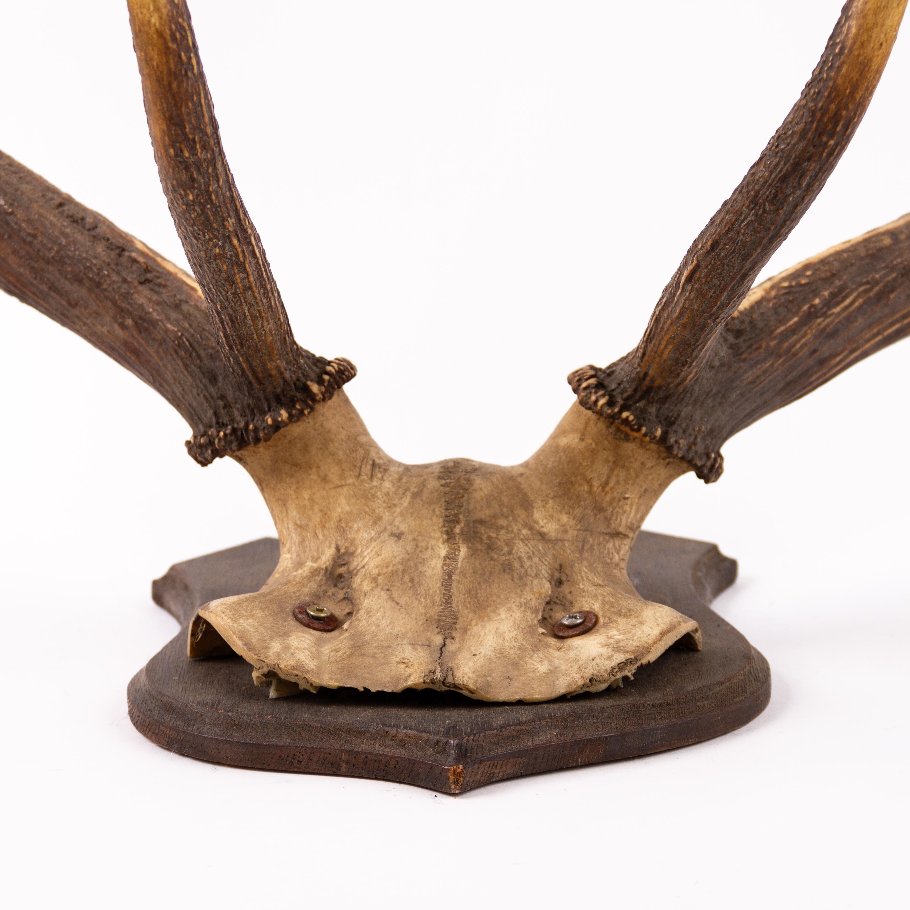 Large Set of Antique Wall Mount Hunting Stag Antlers Early 20thC

Good condition
Free international shipping.