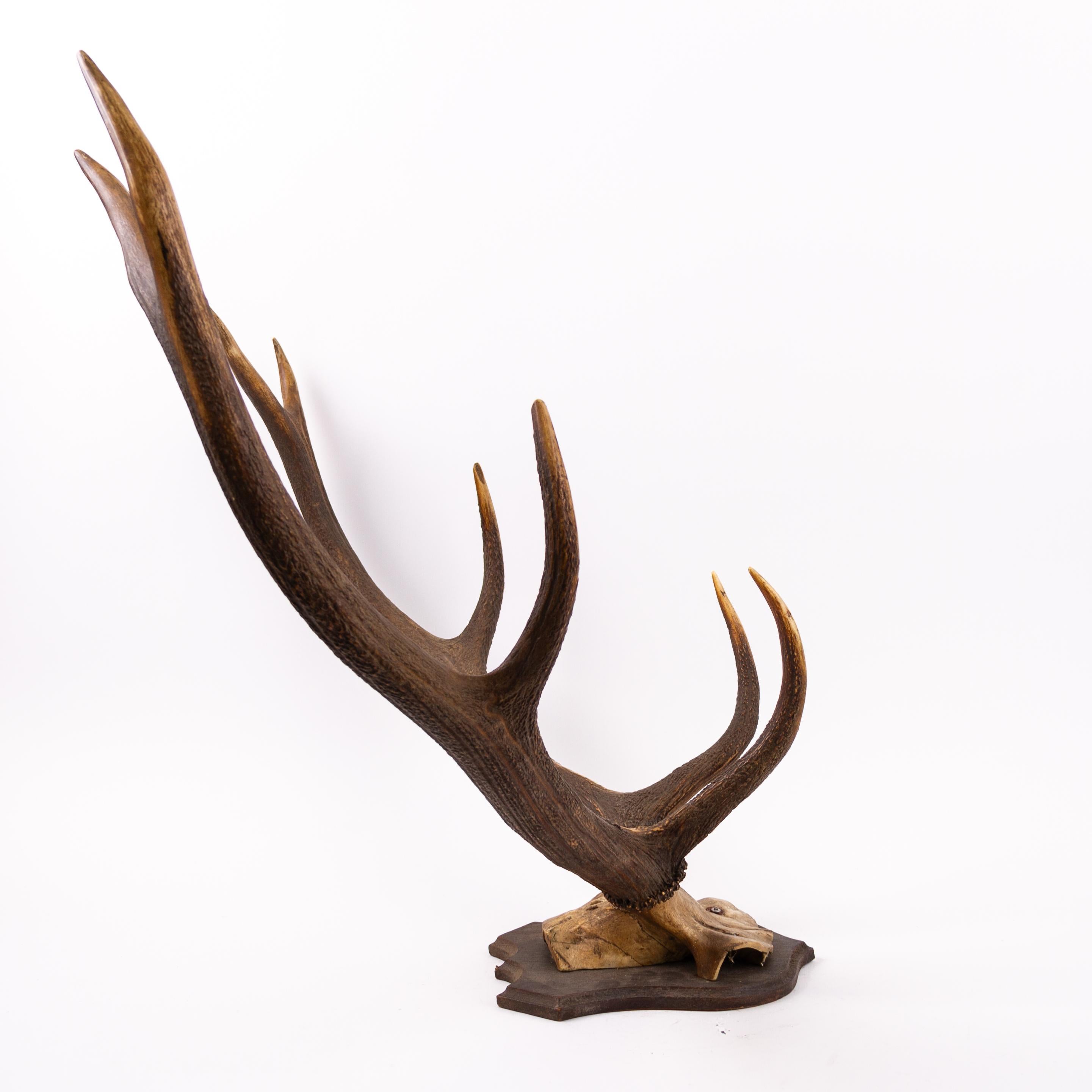 Large Set of Antique Taxidermy Wall Mount Hunting Deer Stag Antlers Early 20thC In Good Condition For Sale In Nottingham, GB