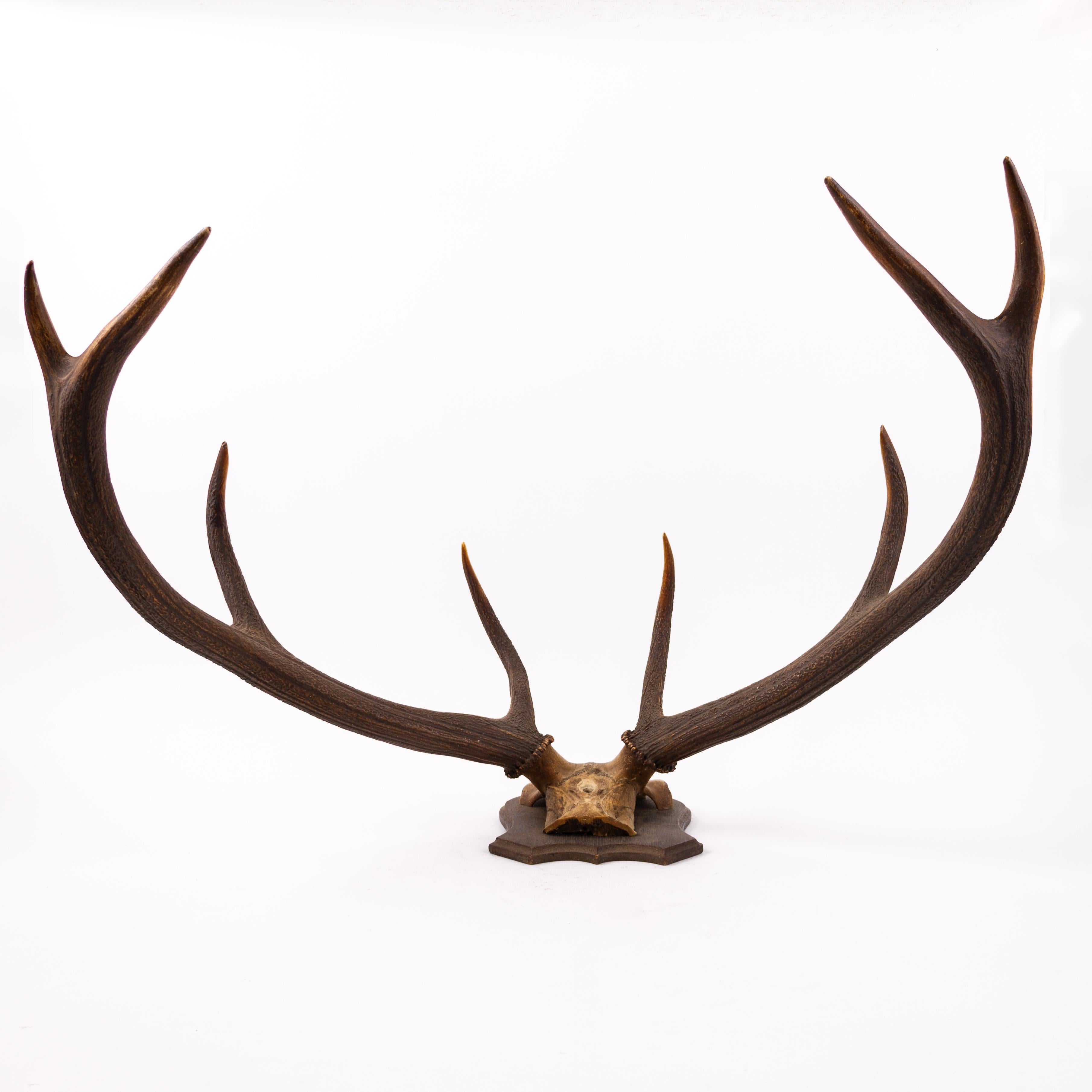 20th Century Large Set of Antique Taxidermy Wall Mount Hunting Deer Stag Antlers Early 20thC For Sale