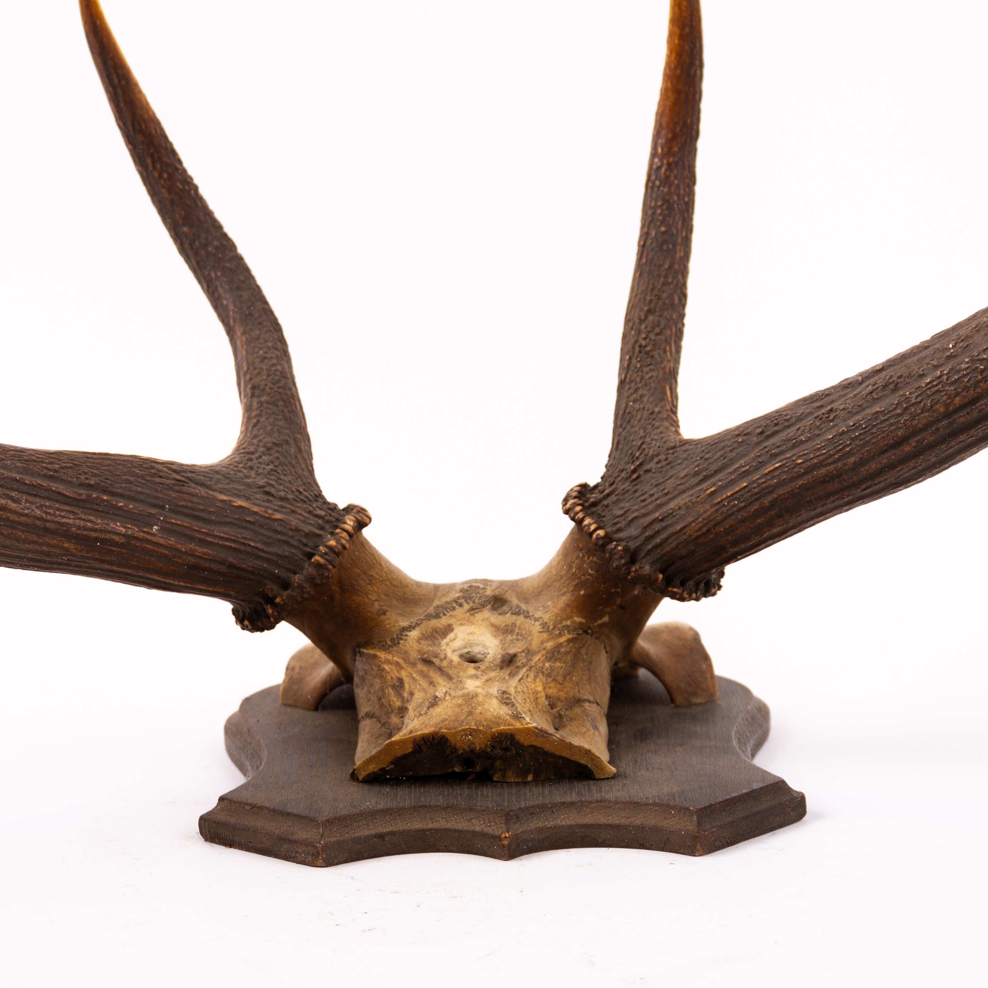 Horn Large Set of Antique Taxidermy Wall Mount Hunting Deer Stag Antlers Early 20thC For Sale
