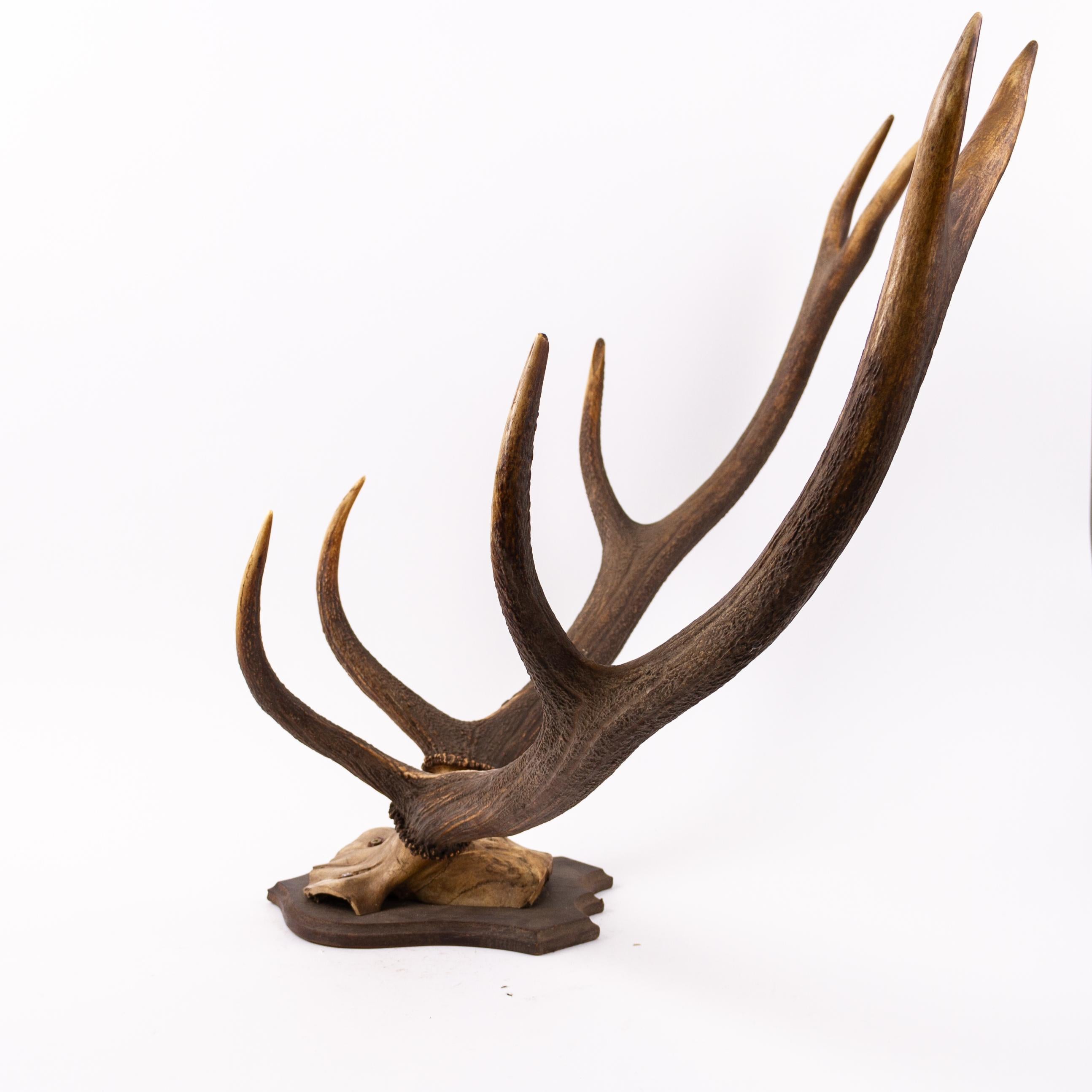 Large Set of Antique Taxidermy Wall Mount Hunting Deer Stag Antlers Early 20thC For Sale 1