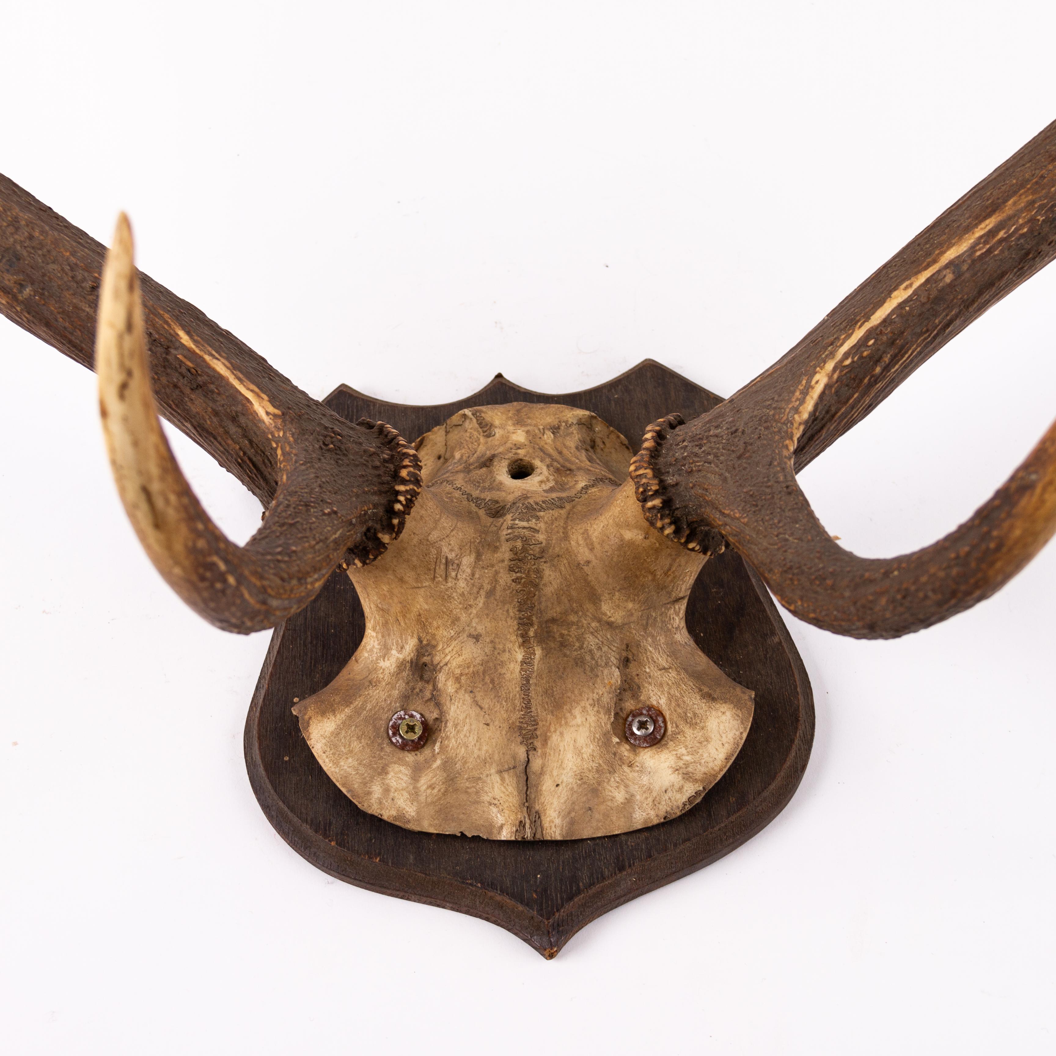 Large Set of Antique Taxidermy Wall Mount Hunting Deer Stag Antlers Early 20thC For Sale 2