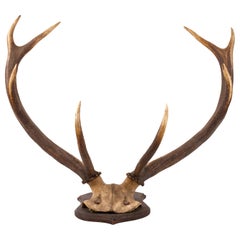 Grand ensemble d'antiquités de taxidermie murale en bois de cerfs de chasse du début du 20e siècle
