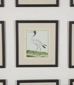 Grand ensemble encadré de gravures d'oiseaux de la fin du XVIIIe siècle par Martinet