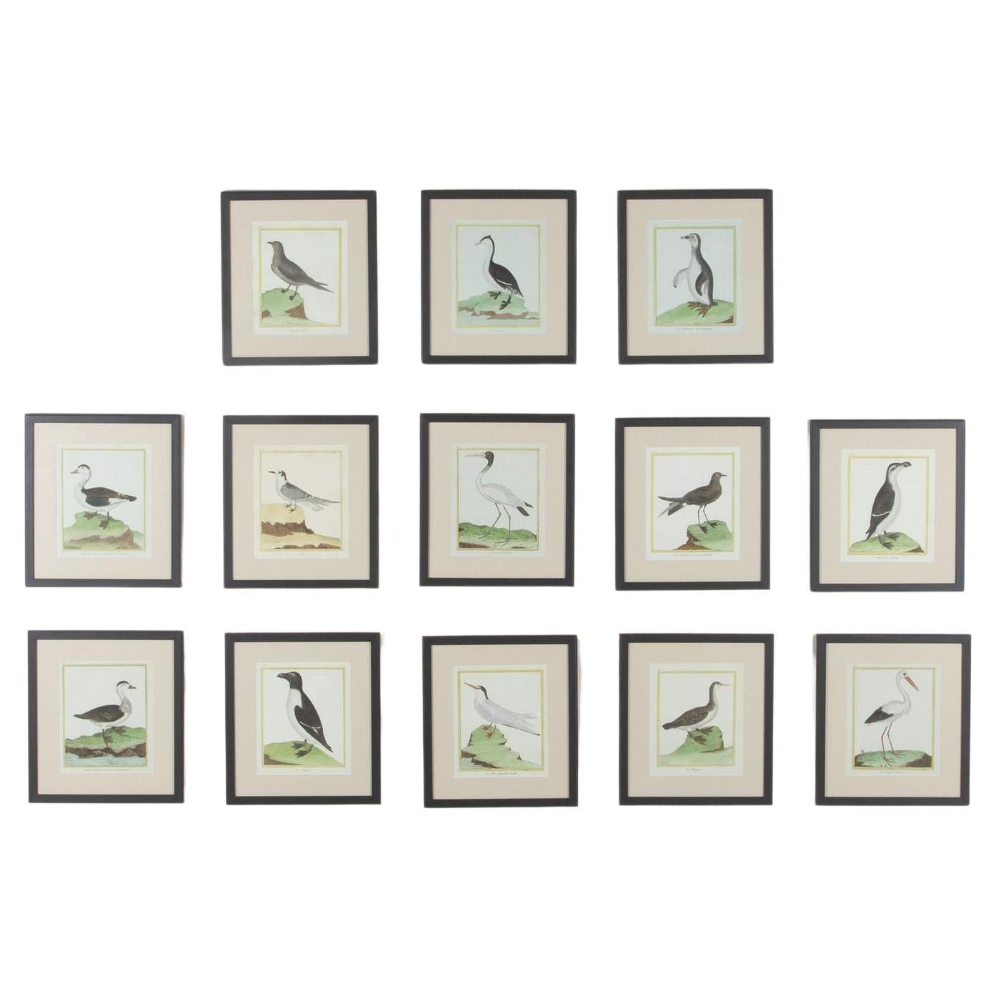 Large Set of Framed Late 18th Century Bird Prints by Martinet For Sale