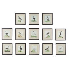 Large Set of Framed Late 18th Century Bird Prints by Martinet