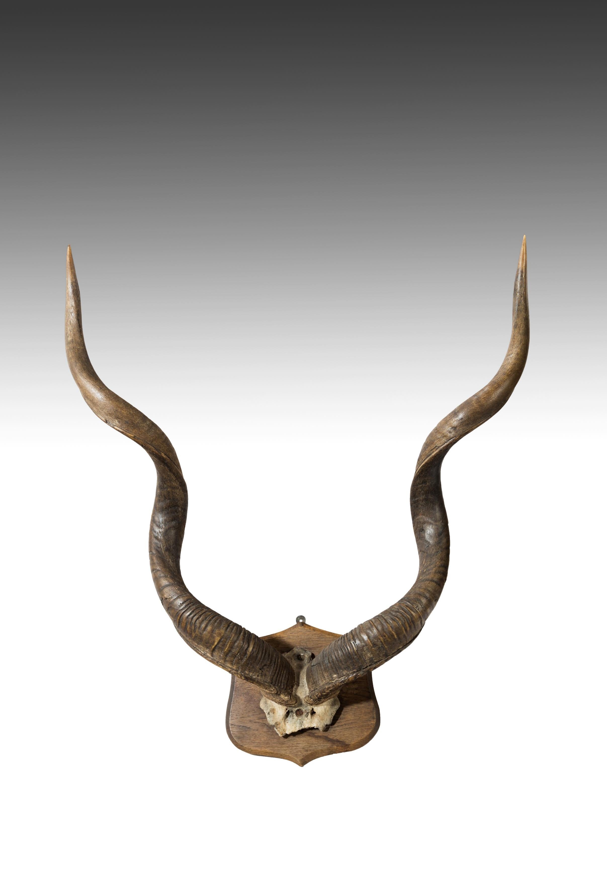 A large set of late Victorian / Edwardian Kudu antlers / horns, circa 1880-1900.

Mounted on an original oak shield shaped plaque, this set of horns are of grand scale and in perfect symmetry with an amazing color.

In excellent condition and a