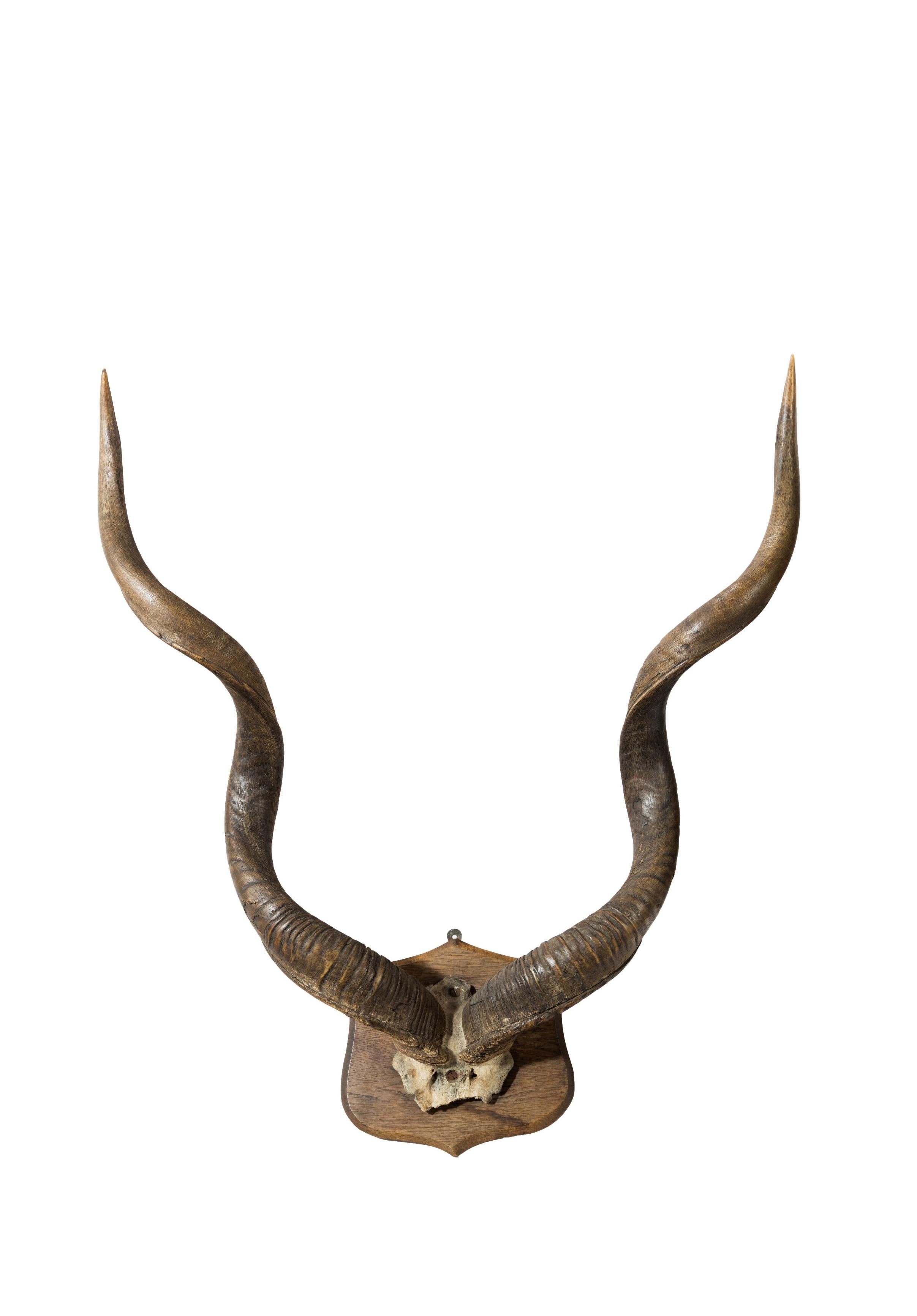 kudu antlers