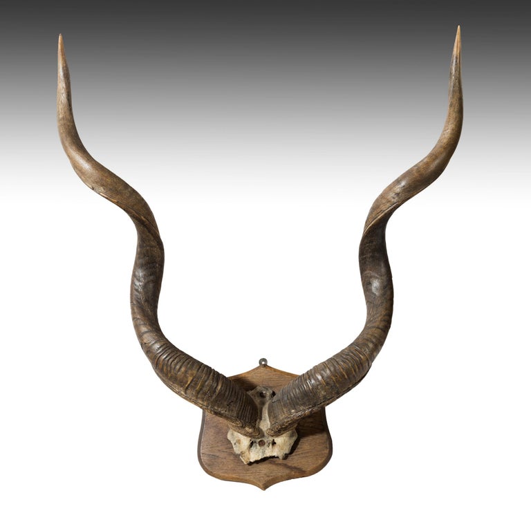 Victorian Mounted Bull Horns