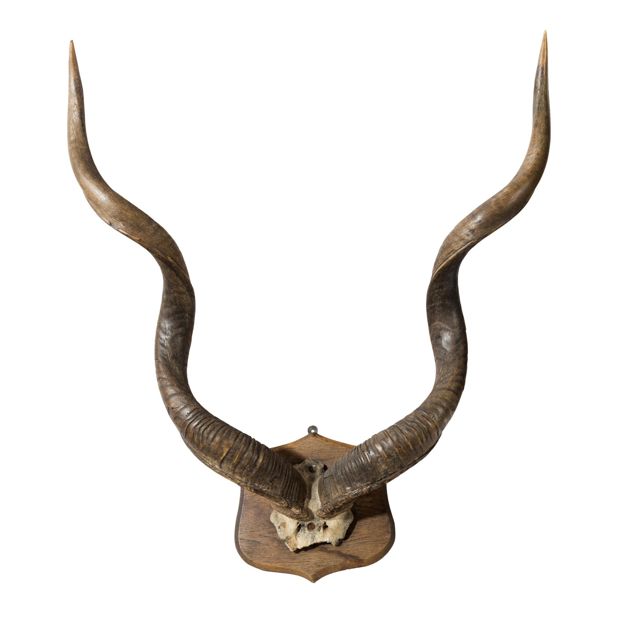 Large Set of Victorian Mounted Antique Kudu Horns