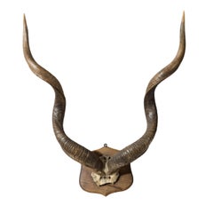 Grand ensemble de cornes de koudou antiques montées à l'époque victorienne