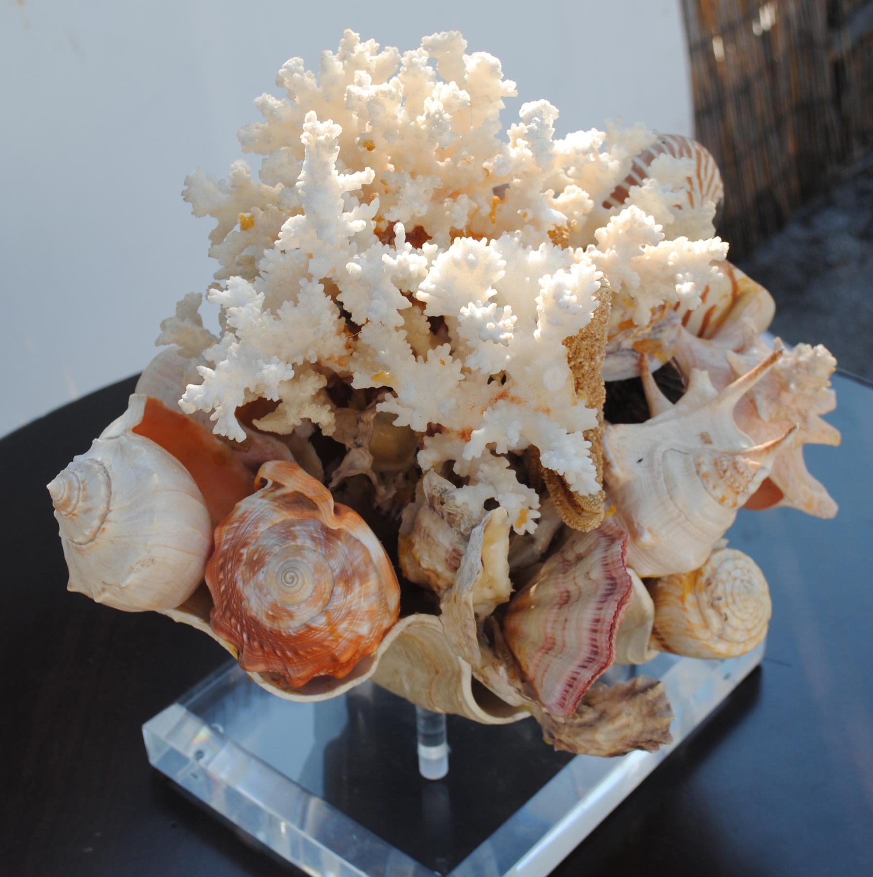 Shells and coral arranged on a large clam shell mounted on a Lucite stand. Large arrangement would make for a statement centrepiece or other decorative purposes.