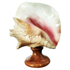 Große Muschelschale mit Alabaster-Sockel