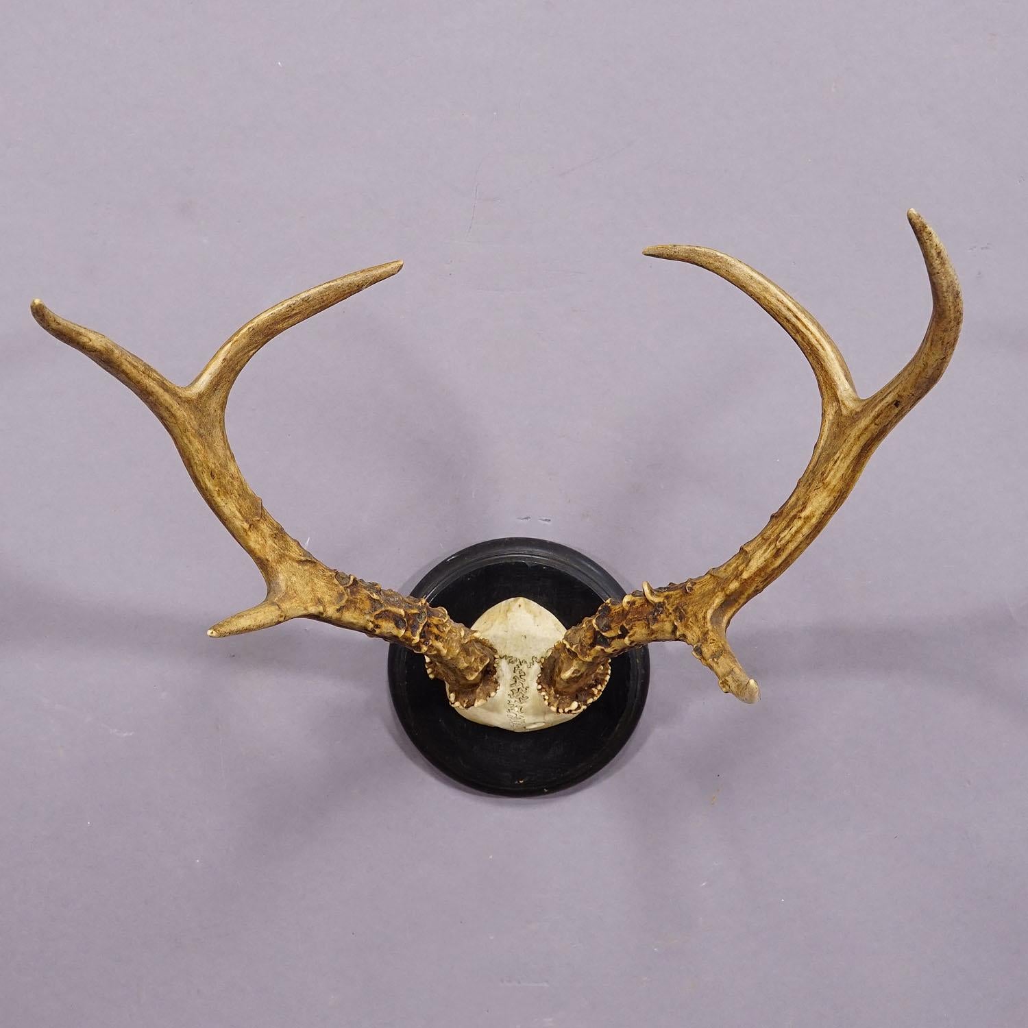 Große sibirische Hirschtrophäe-Montierung auf Holzplakette, ca. 1900er Jahre (Schwarzwald) im Angebot