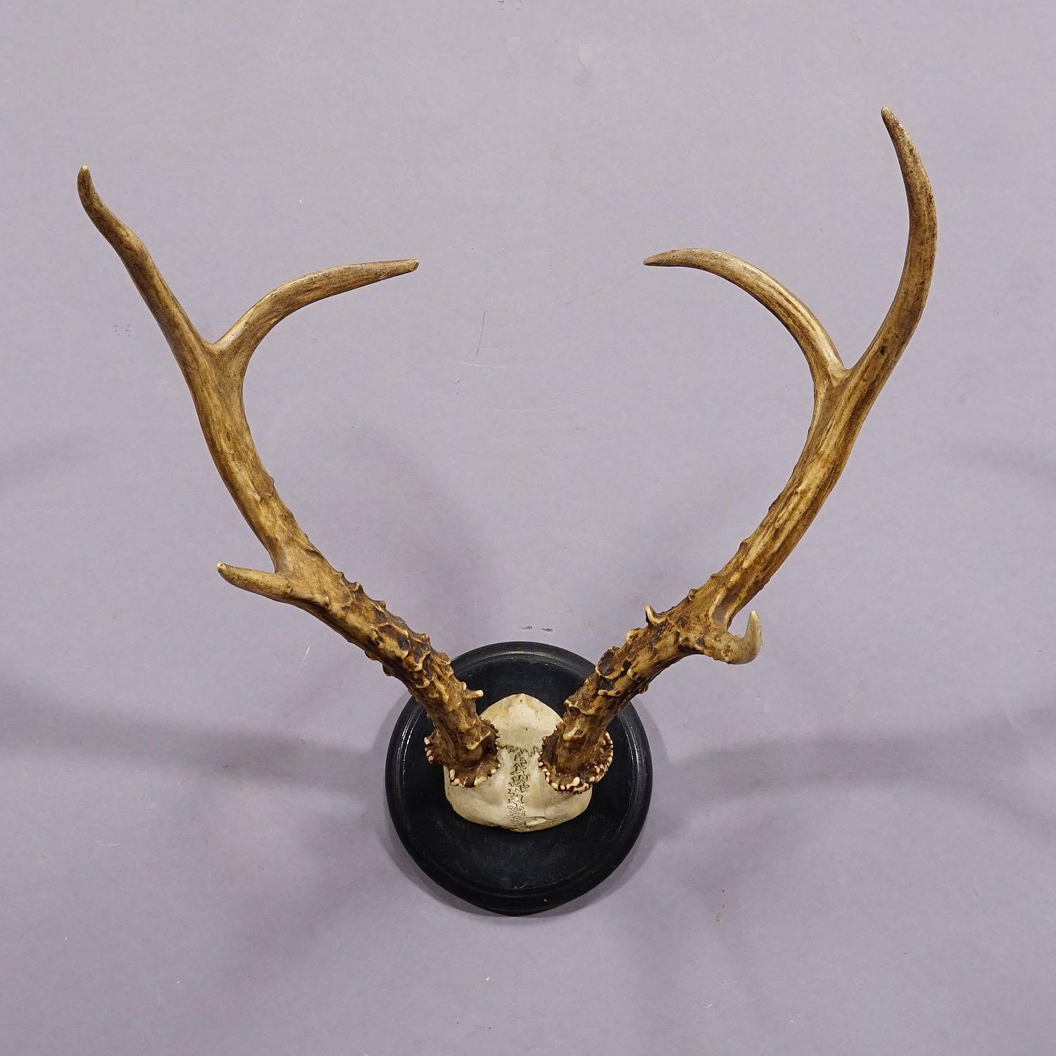 Große sibirische Hirschtrophäe-Montierung auf Holzplakette, ca. 1900er Jahre (Deutsch) im Angebot