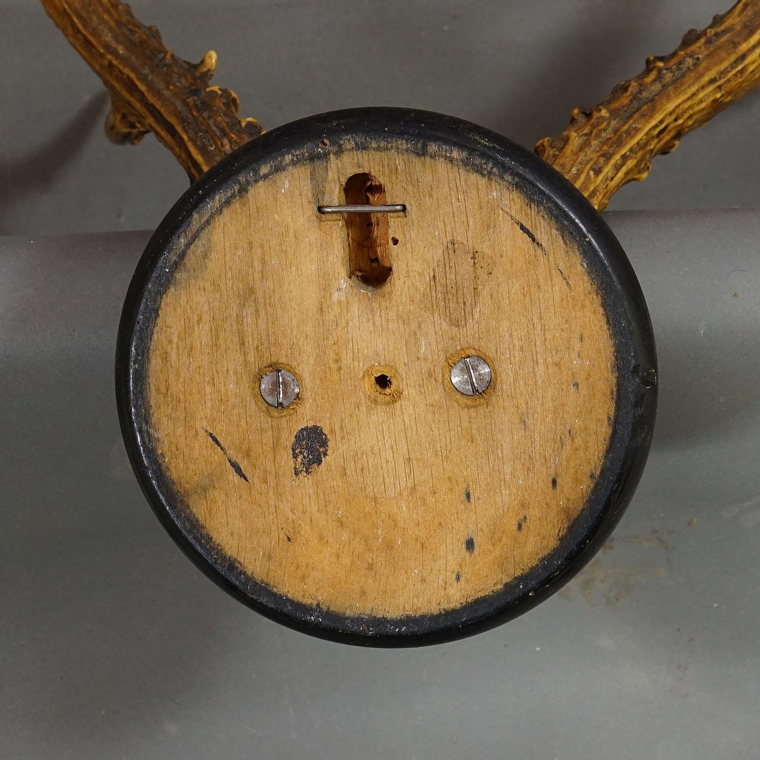 Große sibirische Hirschtrophäe-Montierung auf Holzplakette, ca. 1900er Jahre im Zustand „Gut“ im Angebot in Berghuelen, DE