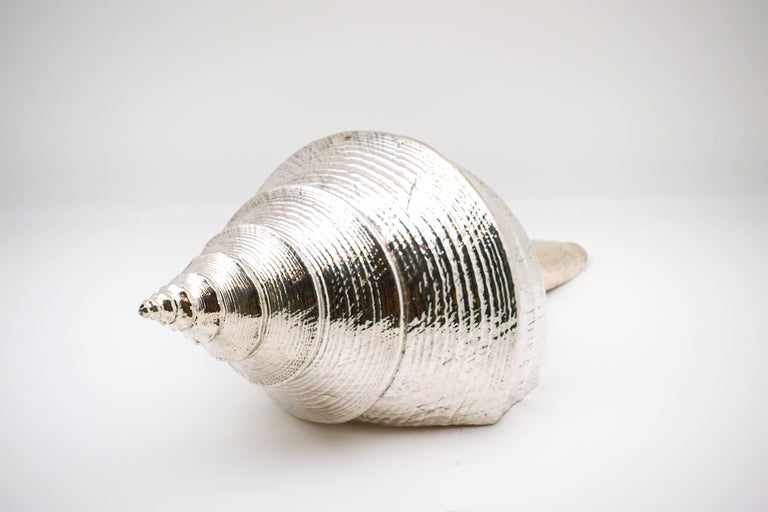 Large Silvered Syrinx 'Syrinx Sruanus' Shell at 1stDibs | syrinx shell