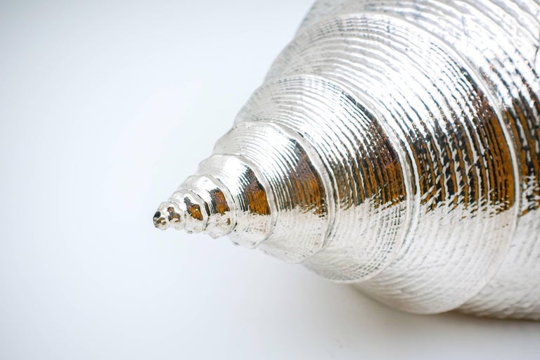 Large Silvered Syrinx 'Syrinx Sruanus' Shell at 1stDibs | syrinx shell