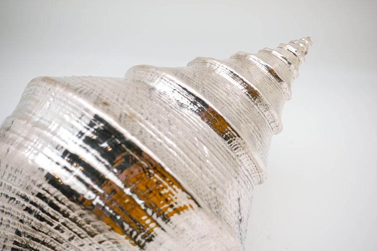 Large Silvered Syrinx 'Syrinx Sruanus' Shell at 1stDibs | syrinx shell