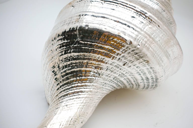 Large Silvered Syrinx 'Syrinx Sruanus' Shell at 1stDibs | syrinx shell