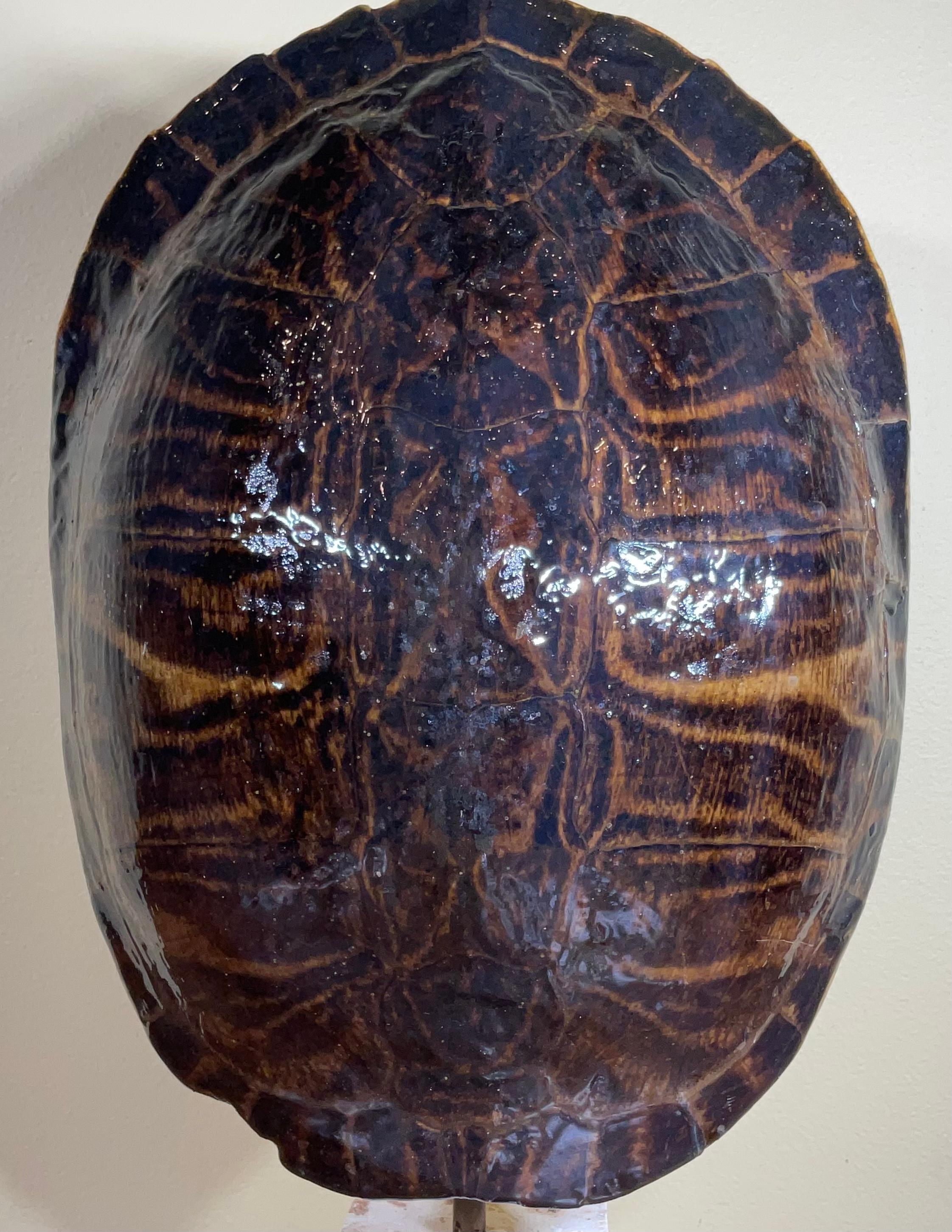 Eine einzelne echte amerikanische Schildkrötenpanzerschale aus Süßwasser im Angebot 5