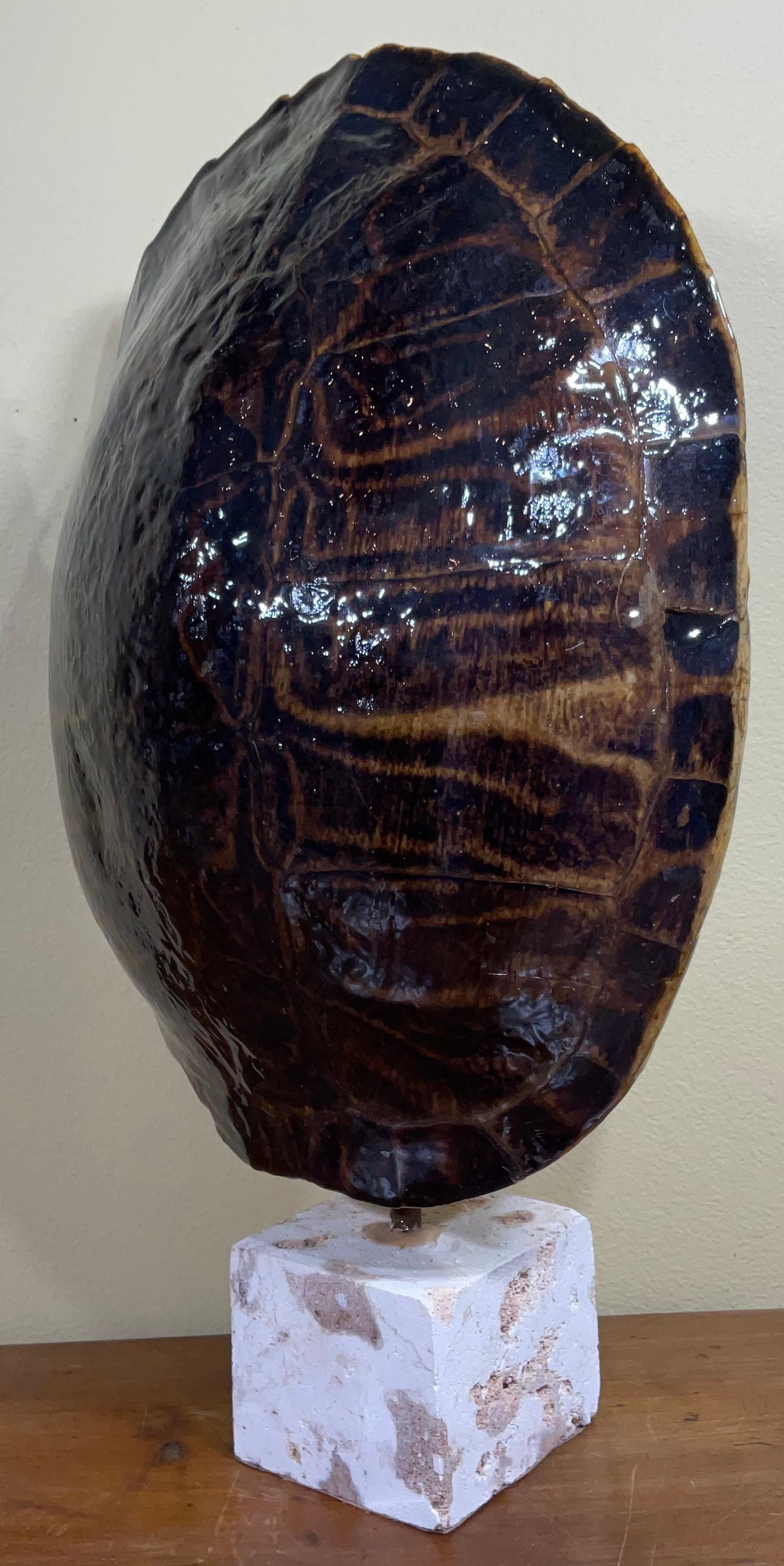 Decorative fresh water turtle shell professionally mounted on genuine coral base, the shell cleaned and seal with clear protective satin finish.
Beautiful natural piece of art for display.
Shells size only without the base: 13x 9”.75.