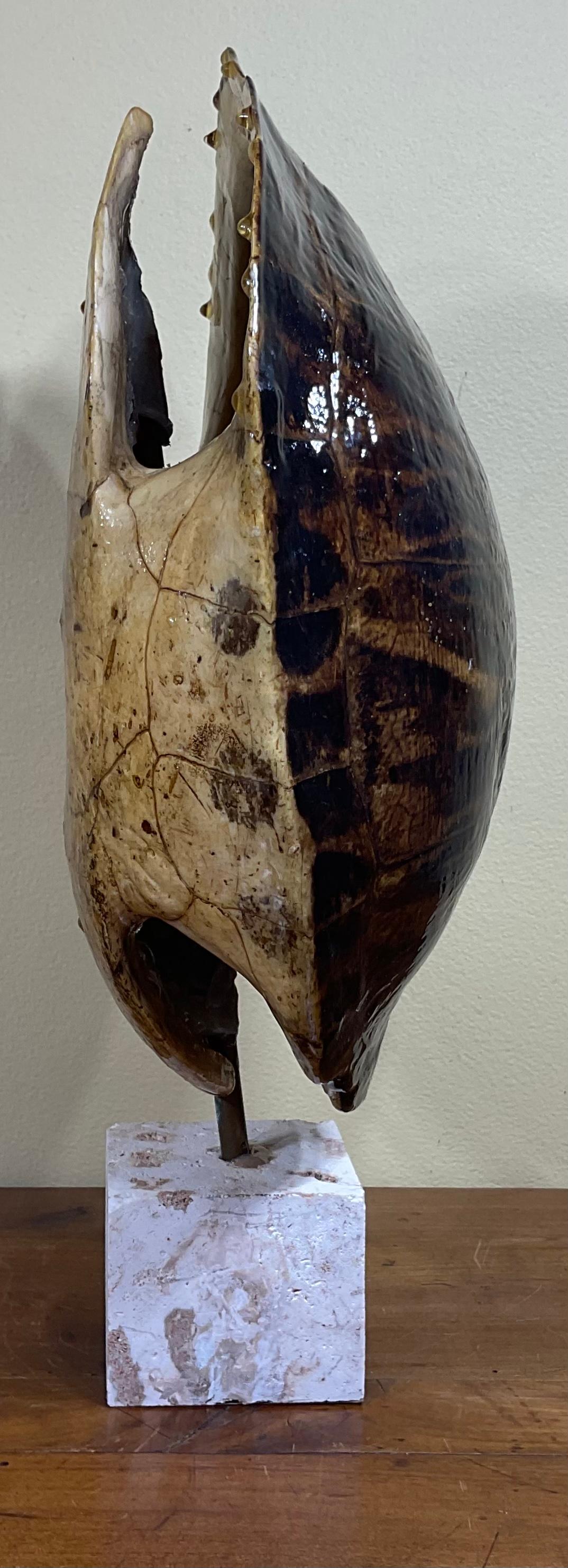 Large Single Genuine American Fresh Water Turtle Shell In Good Condition For Sale In Delray Beach, FL