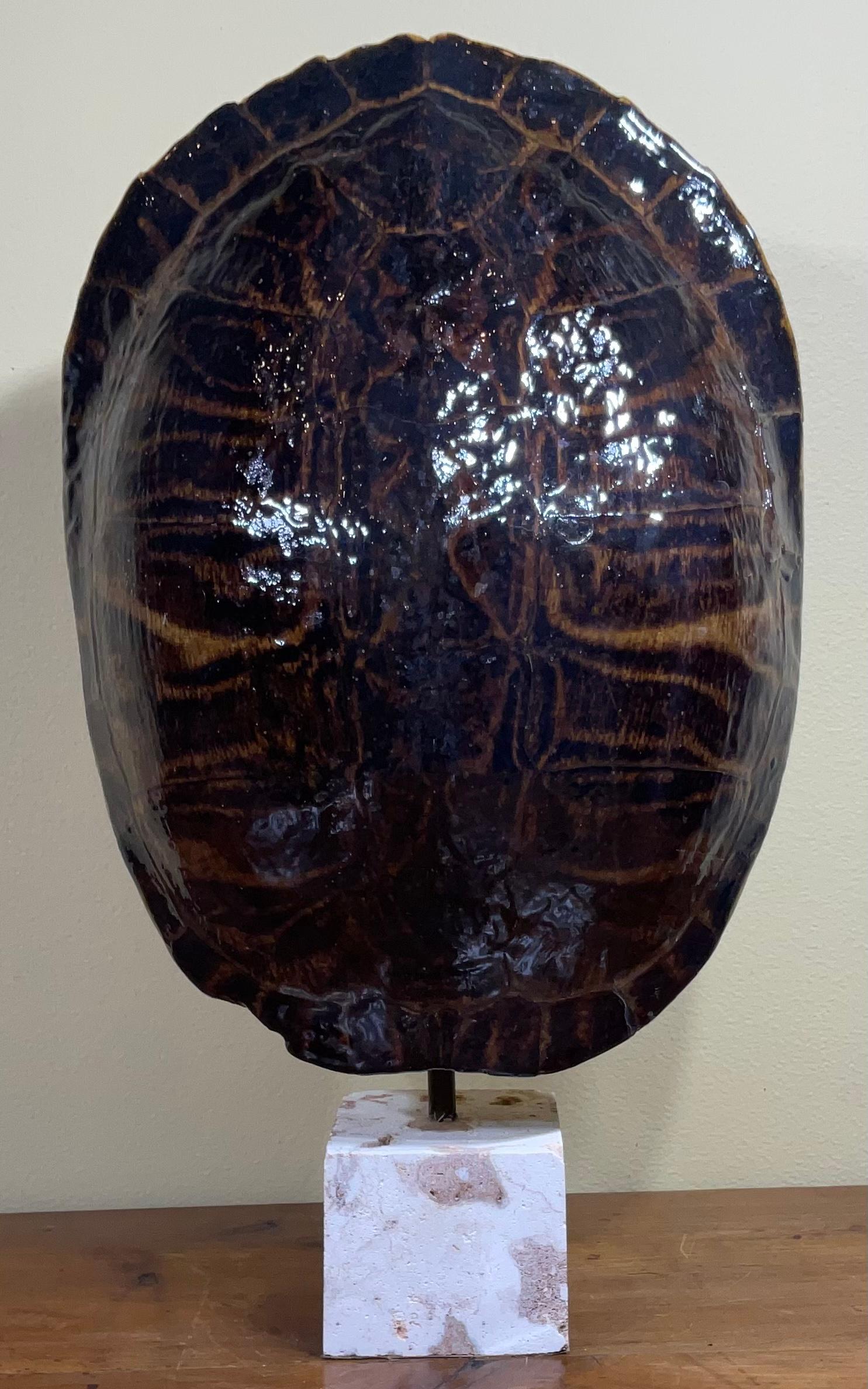 Coral Large Single Genuine American Fresh Water Turtle Shell For Sale
