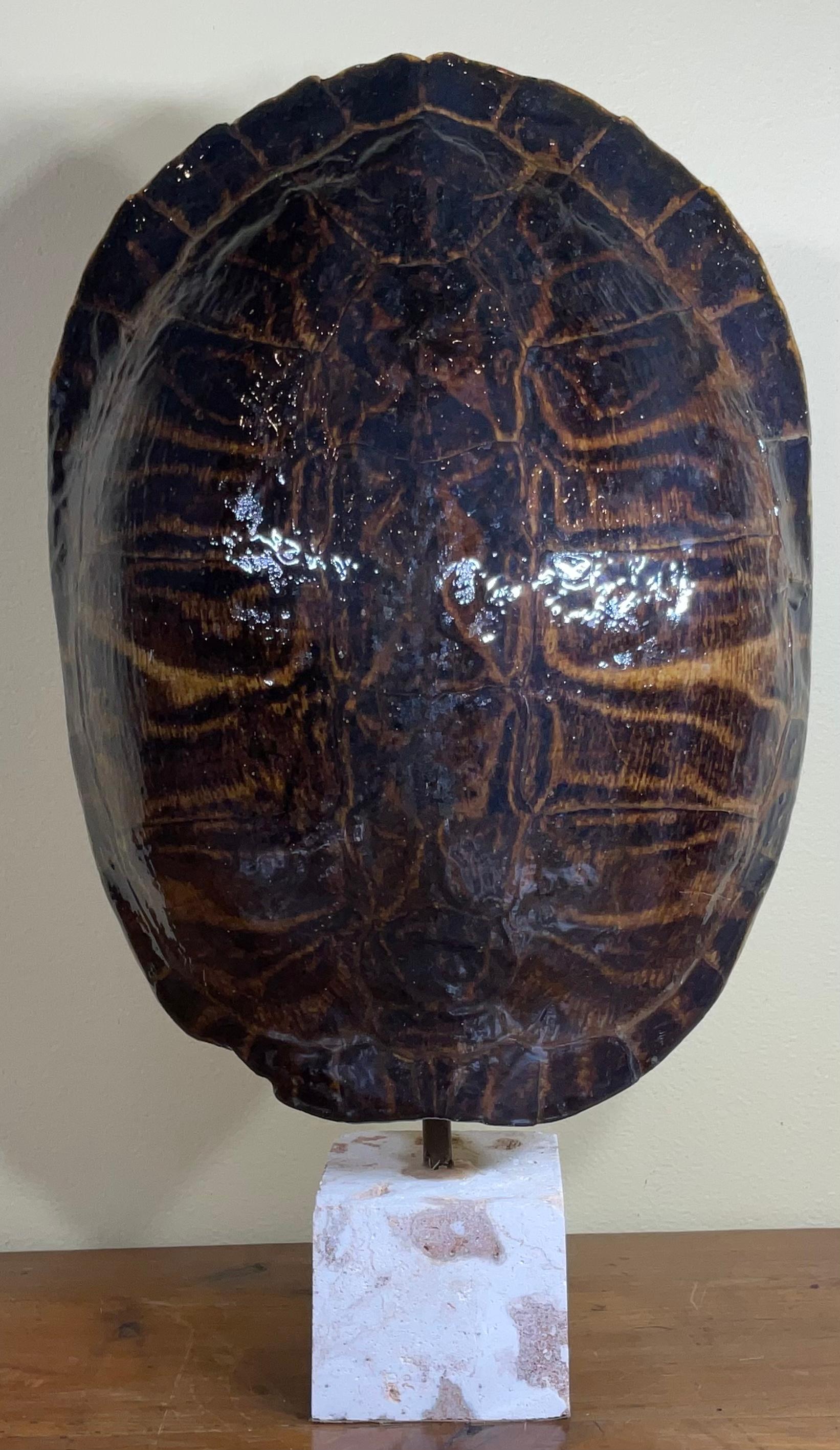 Eine einzelne echte amerikanische Schildkrötenpanzerschale aus Süßwasser im Angebot 4