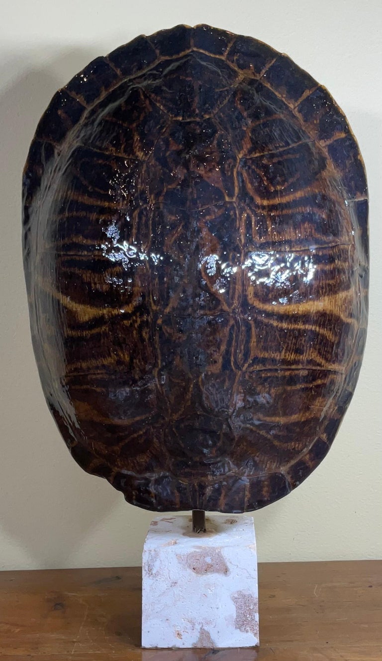 Large Single Genuine American Fresh Water Turtle Shell For Sale at 1stDibs